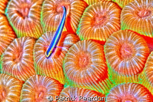 HDR toning applied to goby on corals. by Patrick Reardon 